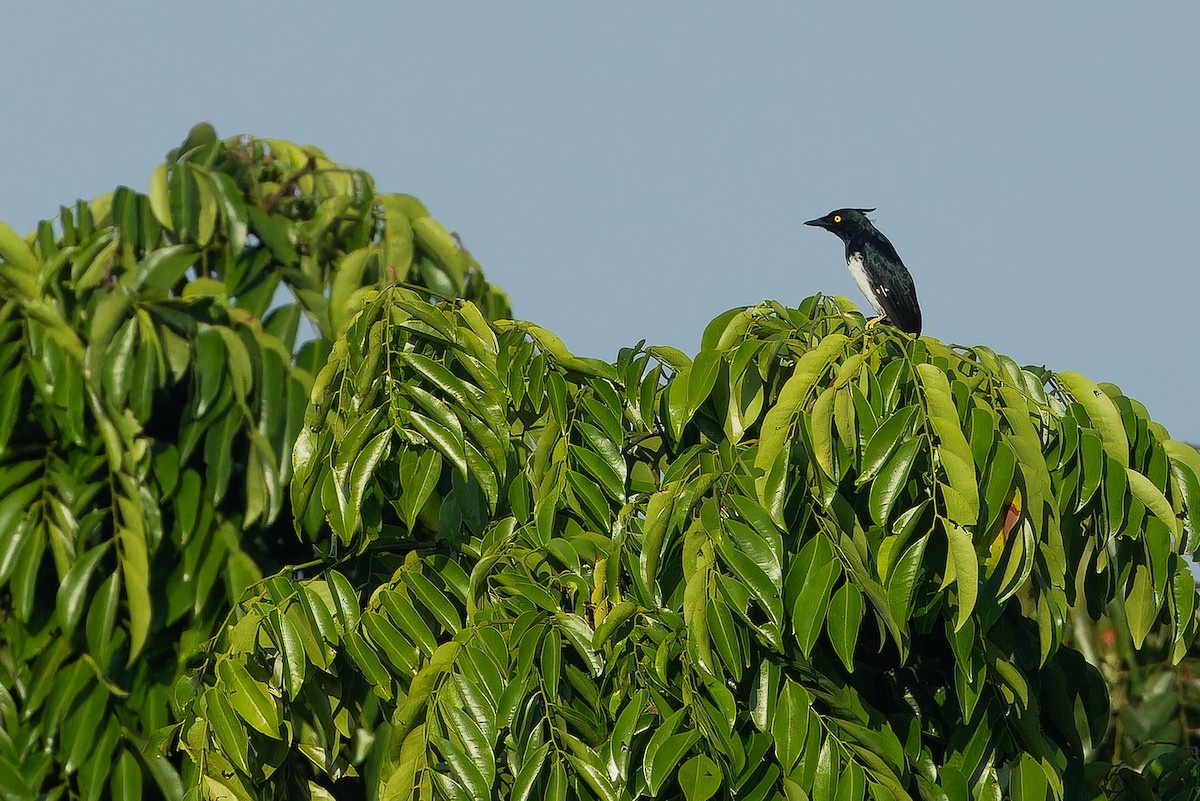 Black-and-white Shrike-flycatcher - ML637525222