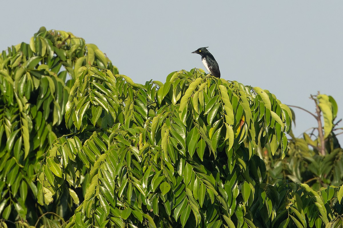 Black-and-white Shrike-flycatcher - ML637525225