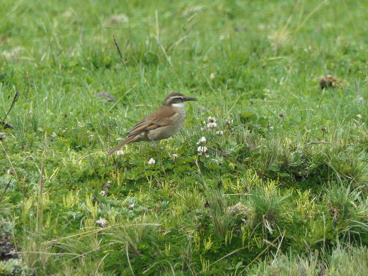 Stout-billed Cinclodes - ML637525242