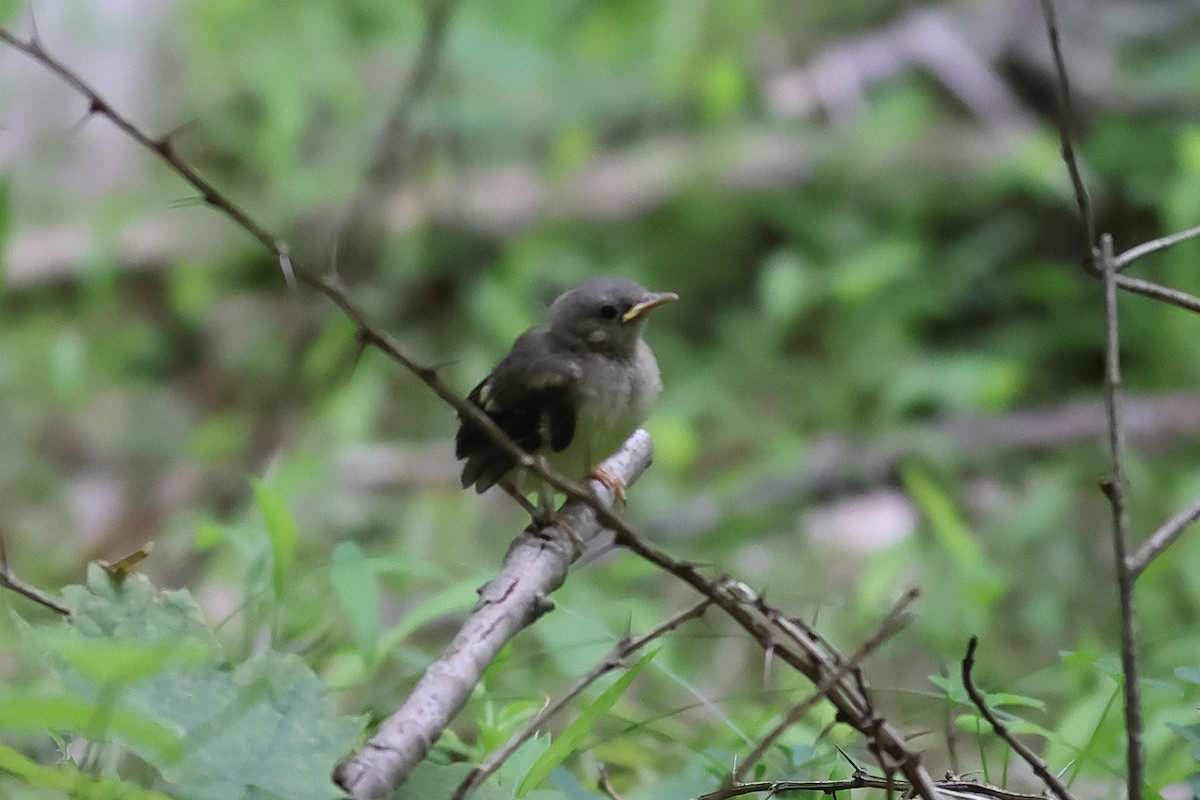 Pennsylvania Bird Atlas Checklist - 13 Jun 2025 - Ricketts Glen SP ...