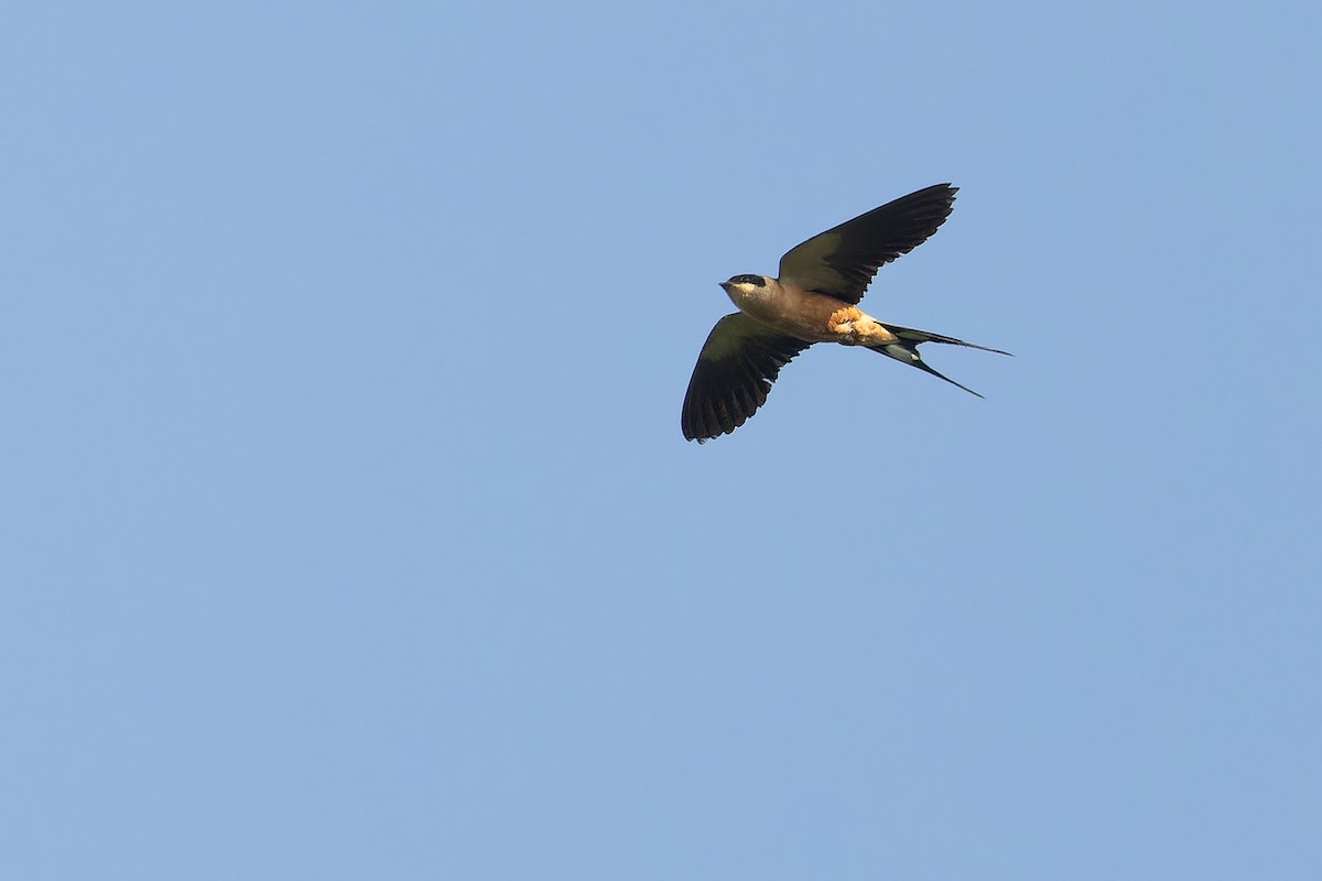 Rufous-chested Swallow - ML637525331