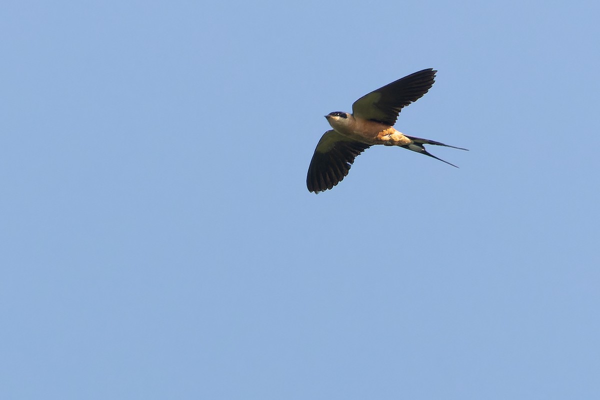 Rufous-chested Swallow - ML637525333