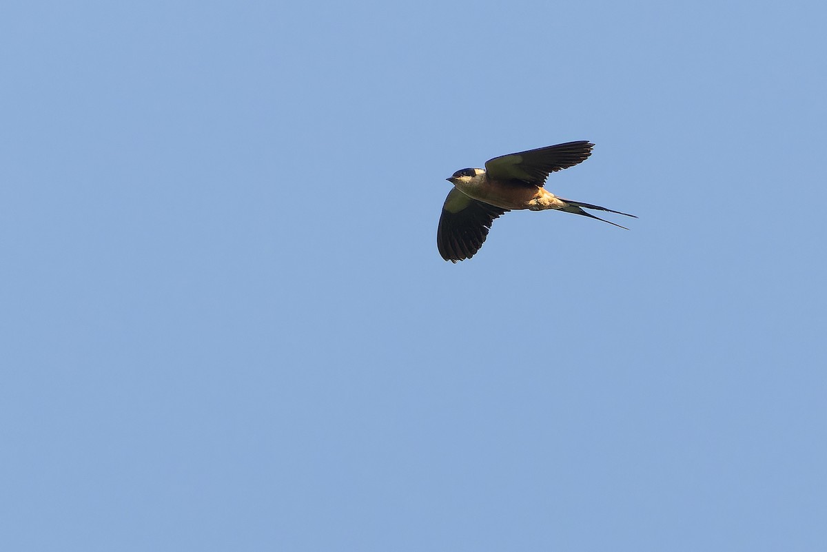 Rufous-chested Swallow - ML637525336
