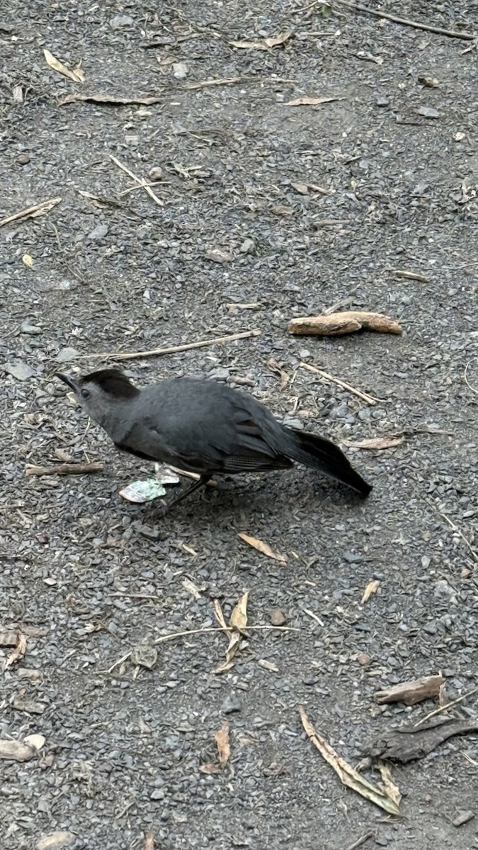 kattespottefugl - ML637525383
