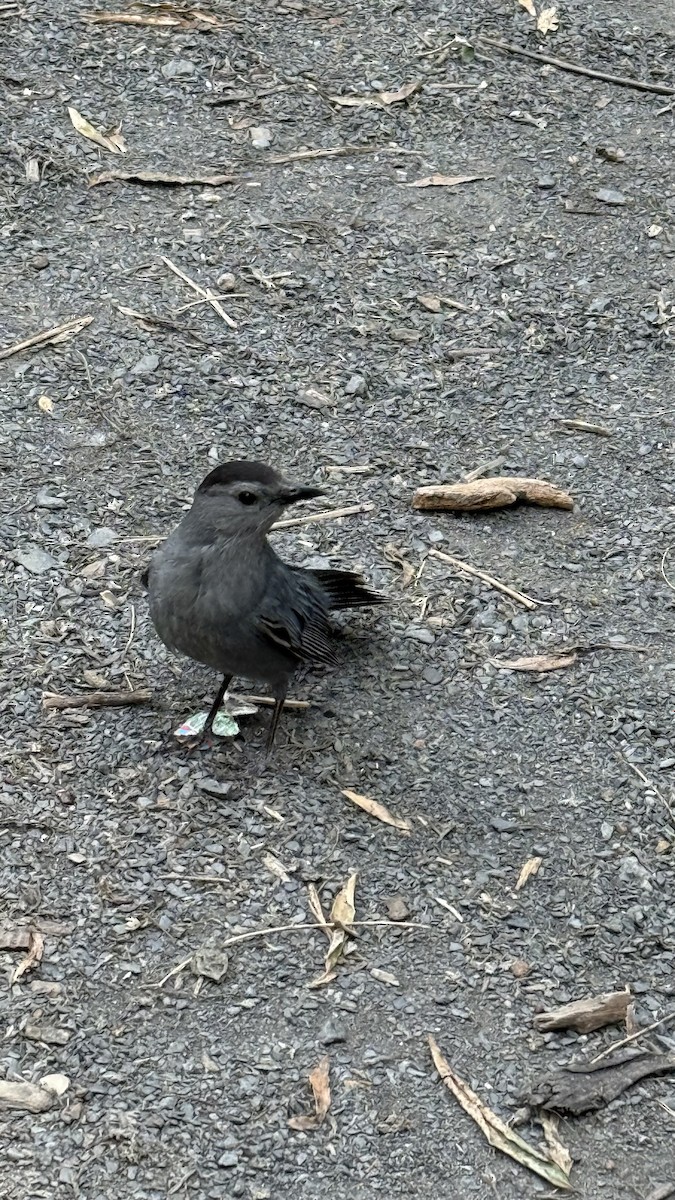 kattespottefugl - ML637525384