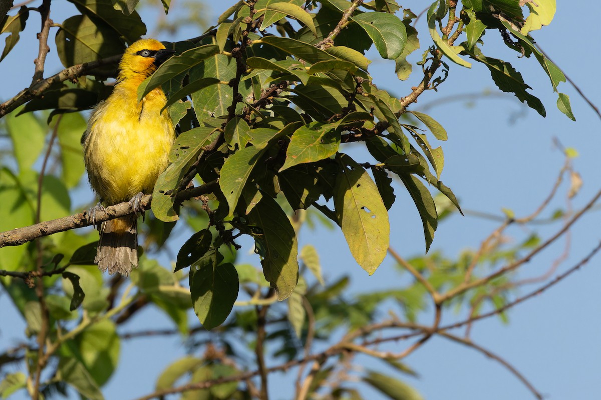 Spectacled Weaver (Yellow-throated) - ML637525390