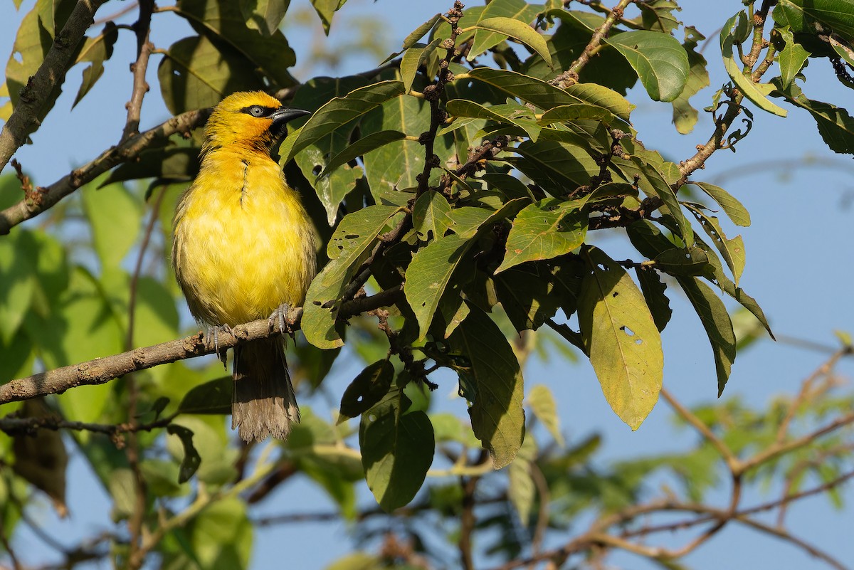 Spectacled Weaver (Yellow-throated) - ML637525391