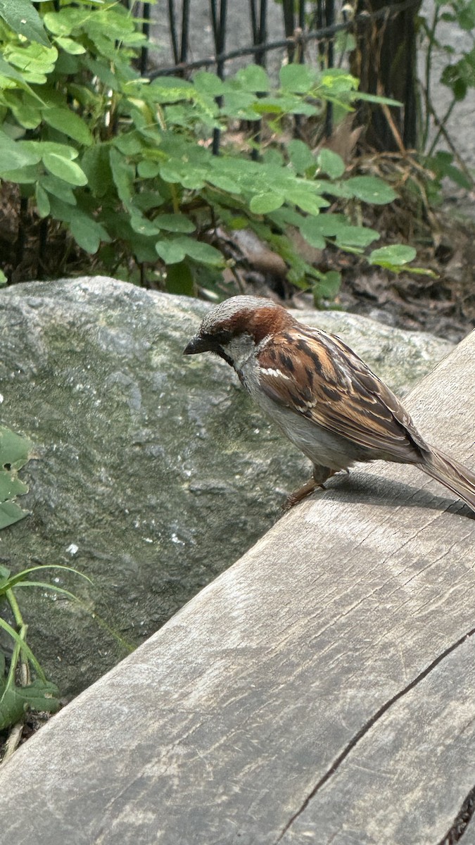 gråspurv - ML637525394