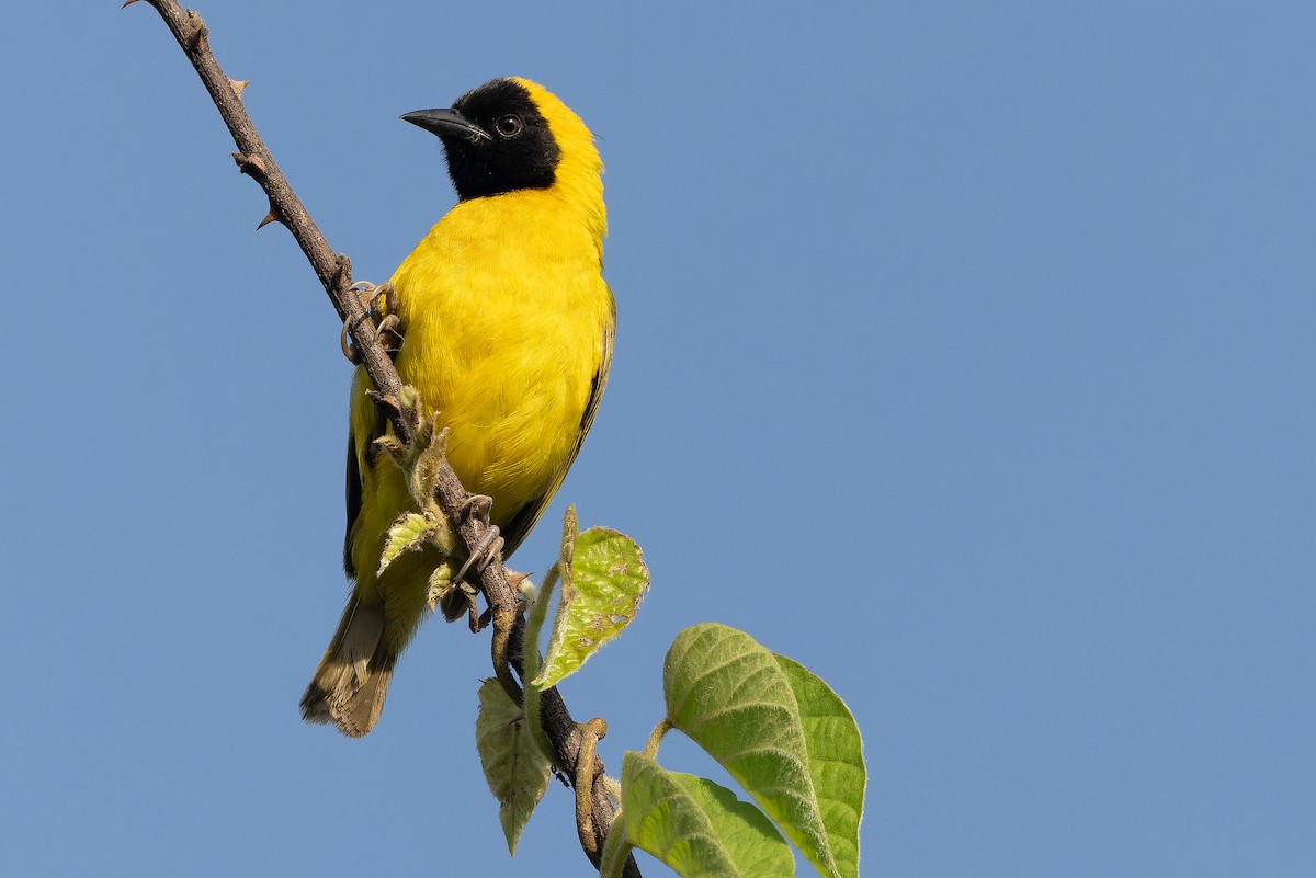 Slender-billed Weaver - ML637525399