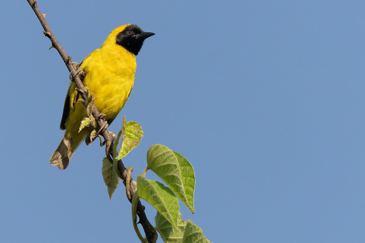 Slender-billed Weaver - ML637525400