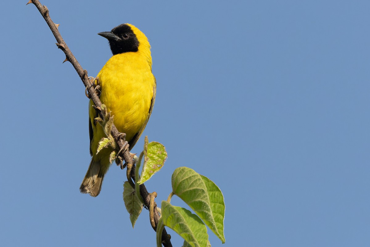 Slender-billed Weaver - ML637525401