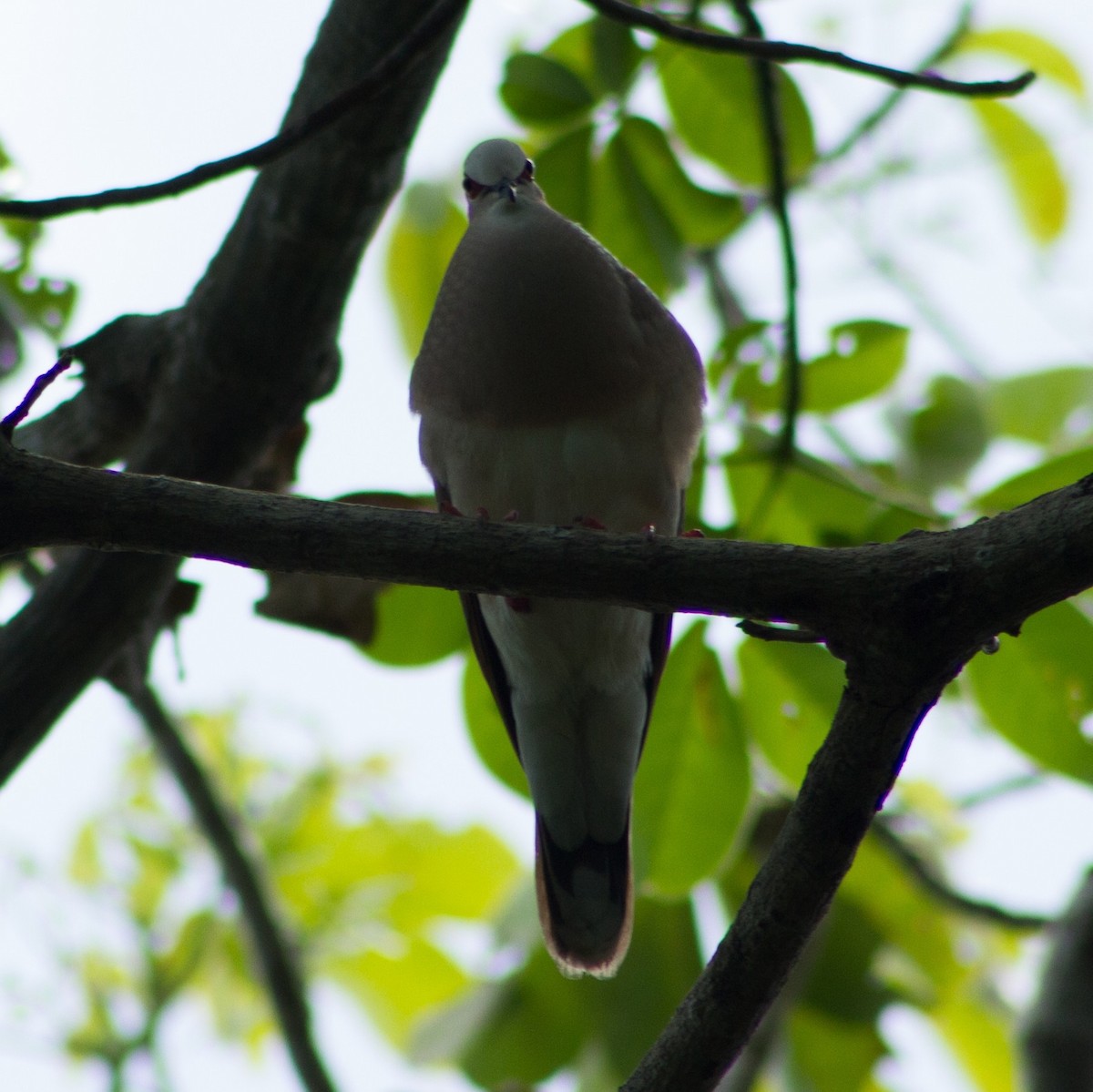 Caribbean Dove - ML637525434