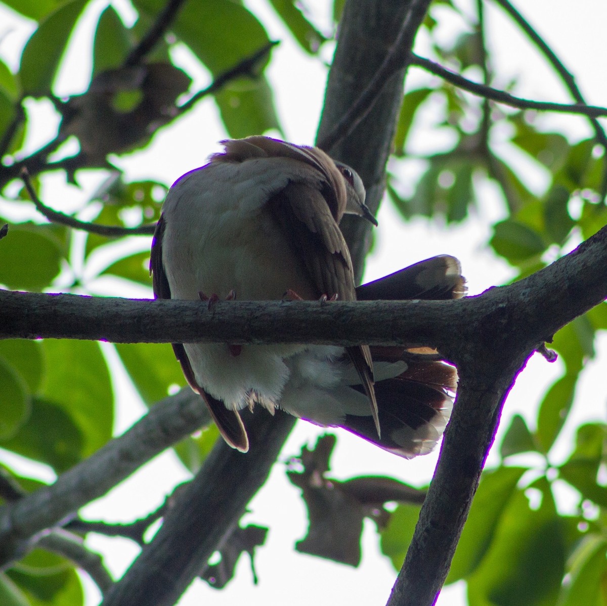 Caribbean Dove - ML637525435