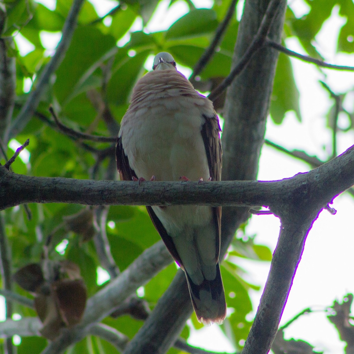 Caribbean Dove - ML637525437