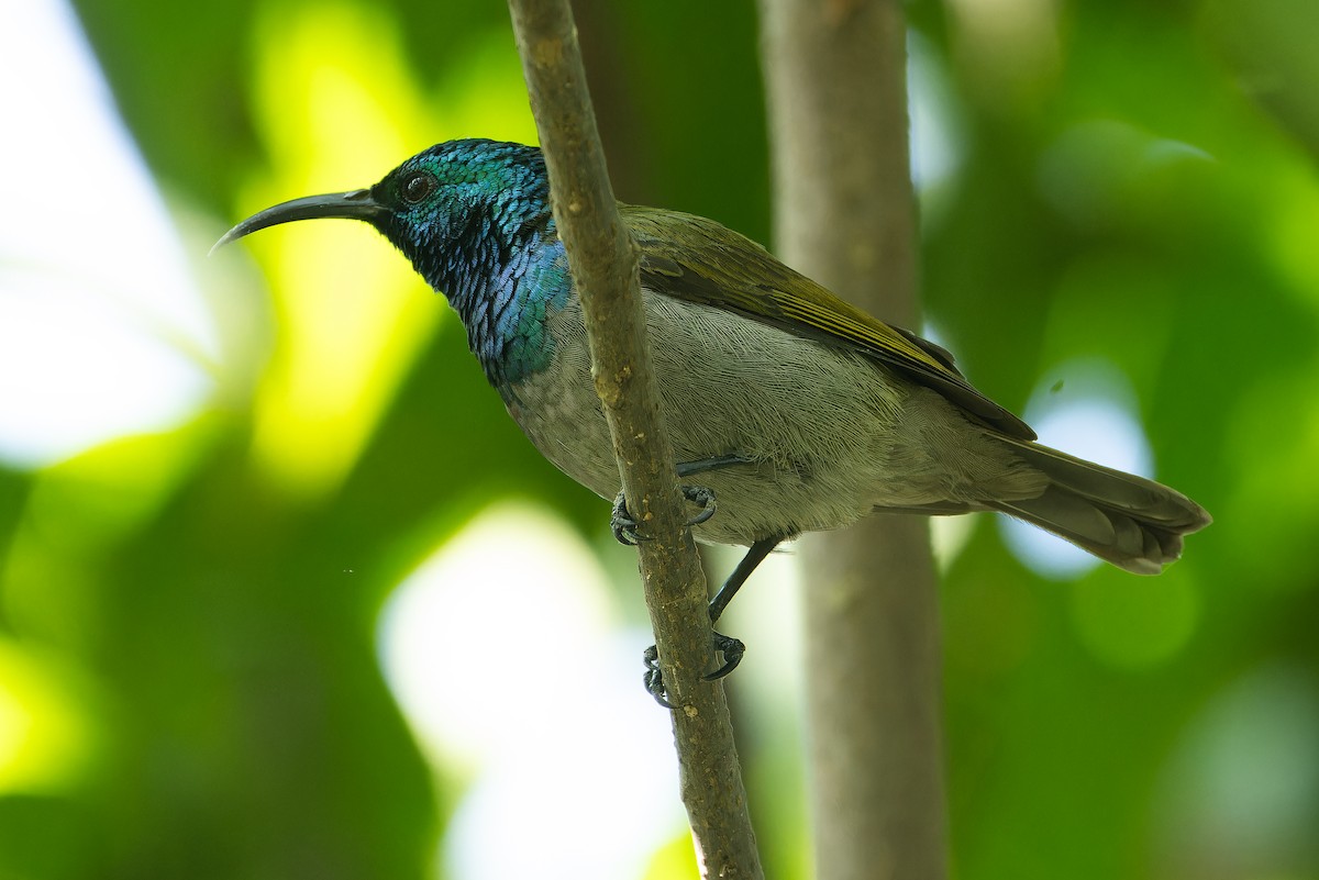 Green-headed Sunbird (Green-headed) - ML637525445