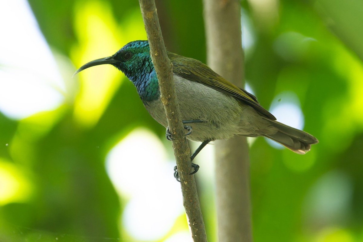 Green-headed Sunbird (Green-headed) - ML637525446