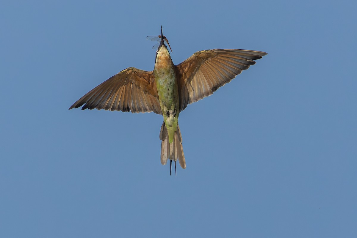 Olive Bee-eater - ML637525490