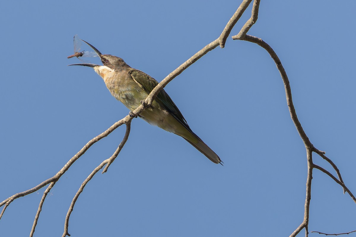 Olive Bee-eater - ML637525491