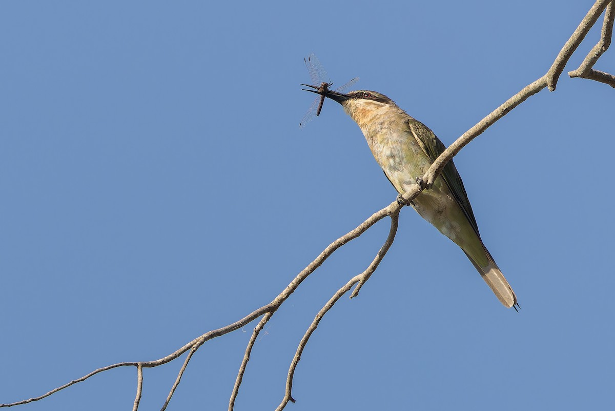Olive Bee-eater - ML637525492