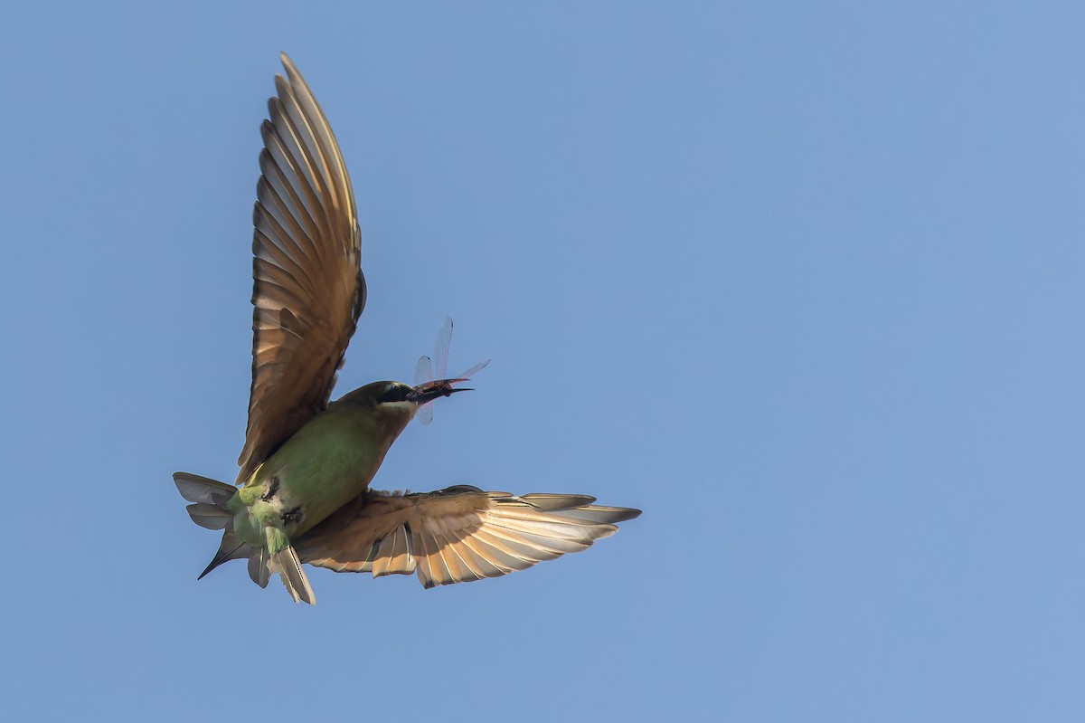 Olive Bee-eater - ML637525493