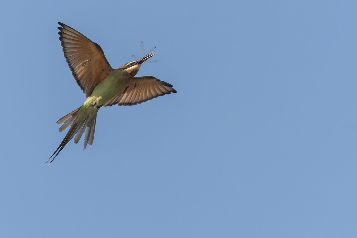 Olive Bee-eater - ML637525494