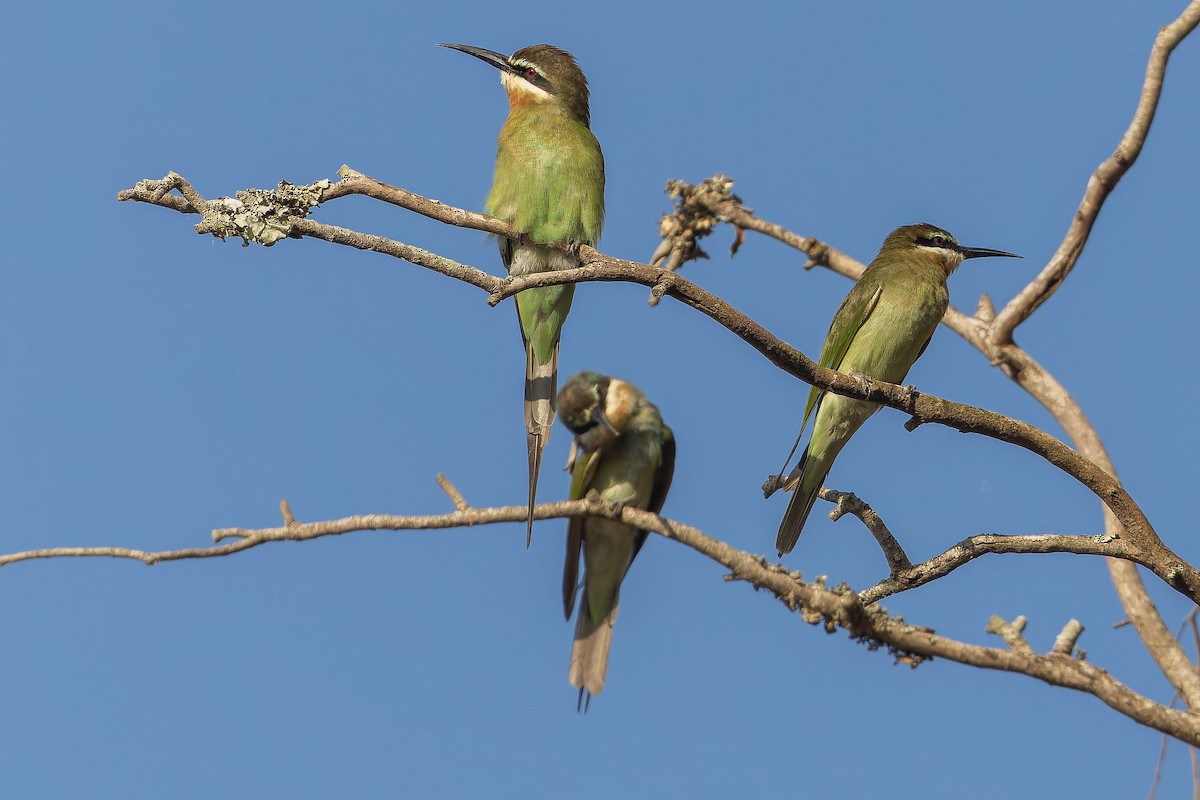 Olive Bee-eater - ML637525495