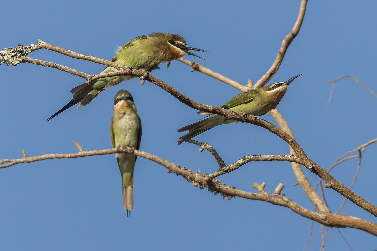 Olive Bee-eater - ML637525496