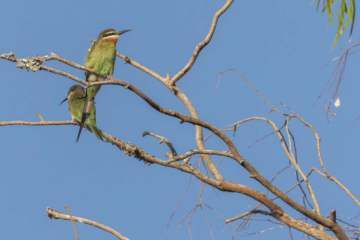 Olive Bee-eater - ML637525497