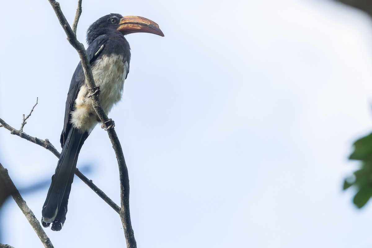 Congo Pied Hornbill - ML637525529