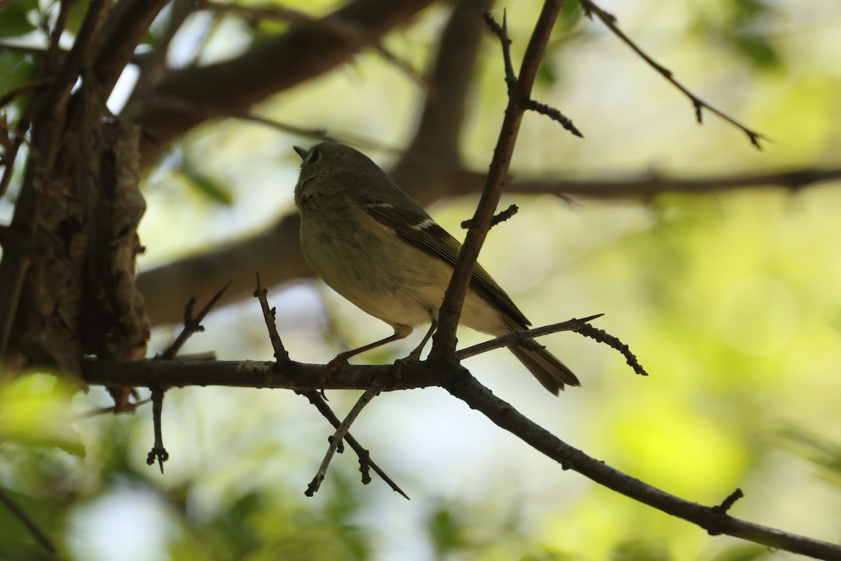 Ruby-crowned Kinglet - ML637525553