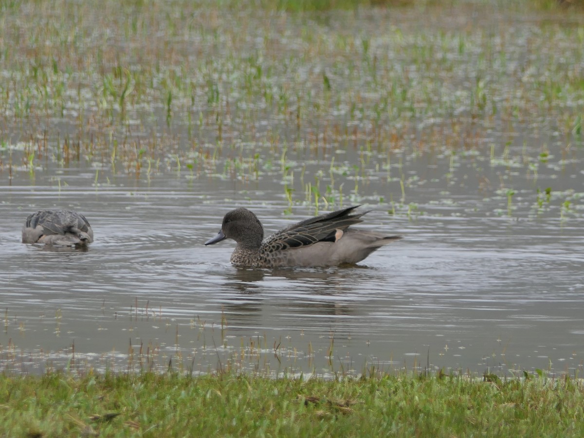 Andean Teal - ML637525560
