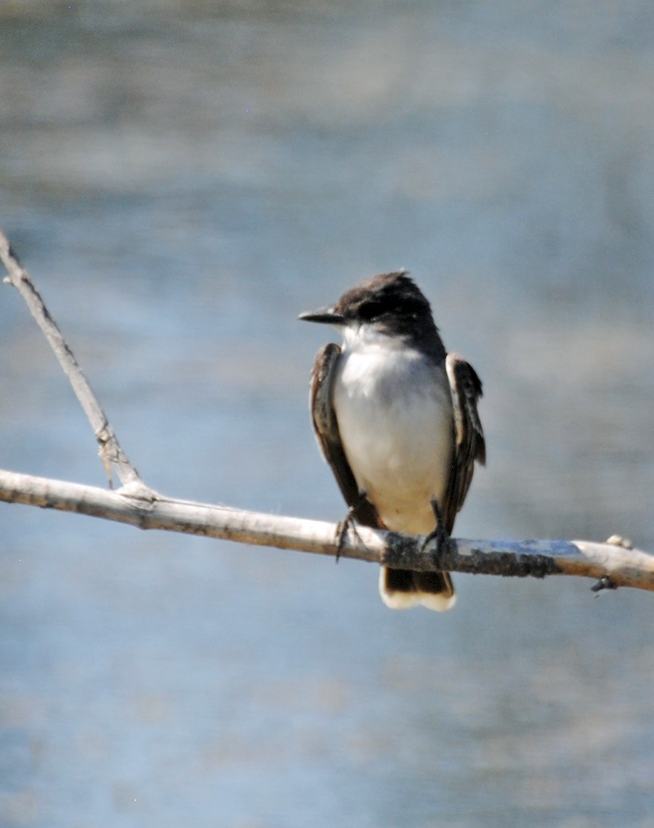 Eastern Kingbird - ML637525601