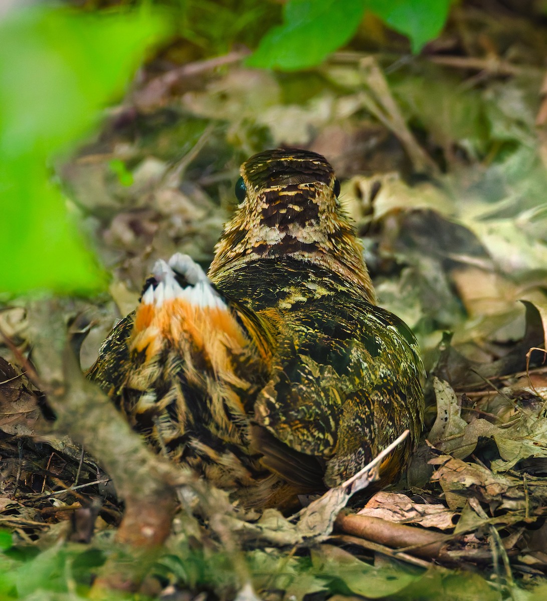 American Woodcock - ML637525611