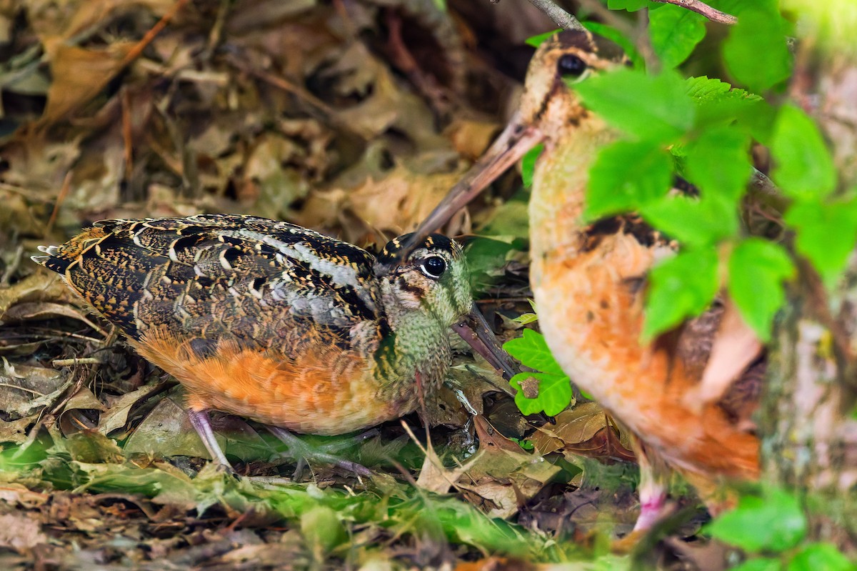 American Woodcock - ML637525612