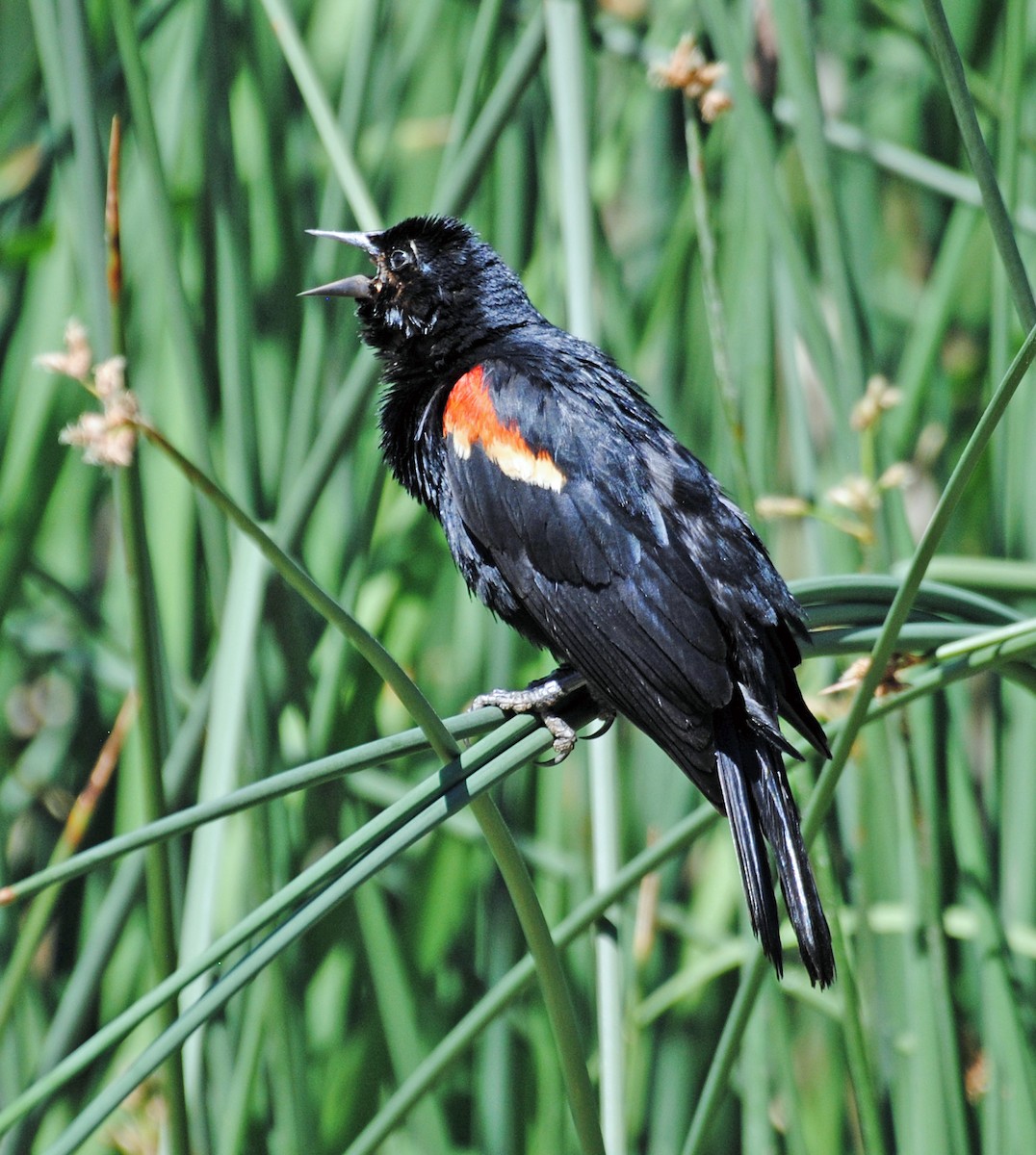 Red-winged Blackbird - ML637525630
