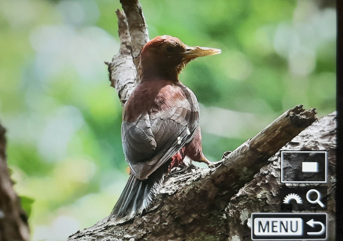 Okinawa Woodpecker - ML637525671