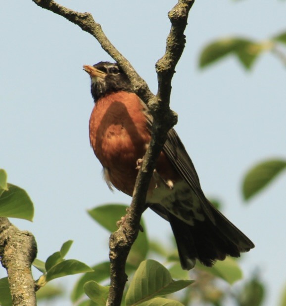 American Robin - ML637525686