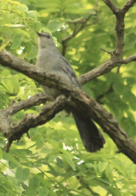 Gray Catbird - ML637525690