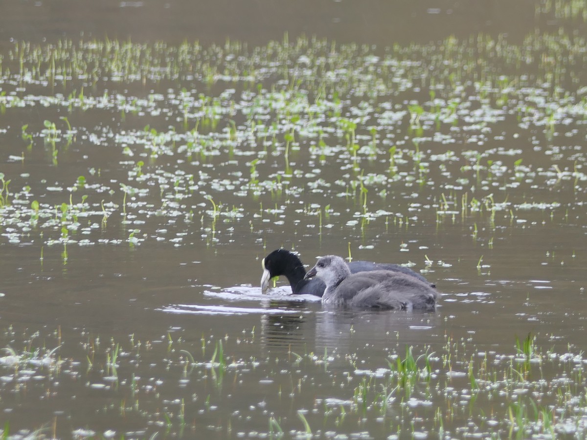 Slate-colored Coot - ML637525704