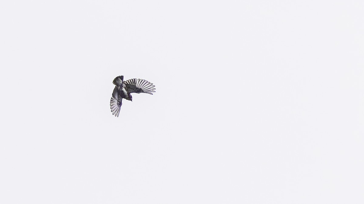 White-browed Purpletuft - ML637525733