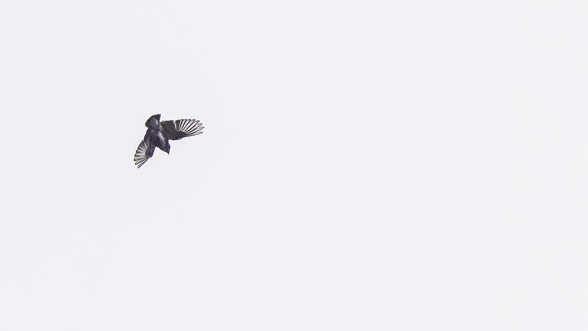 White-browed Purpletuft - ML637525734