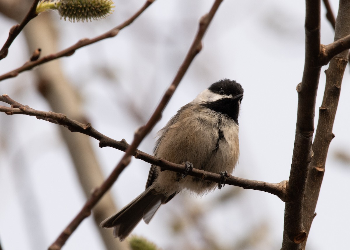 Black-capped Chickadee - ML637525764