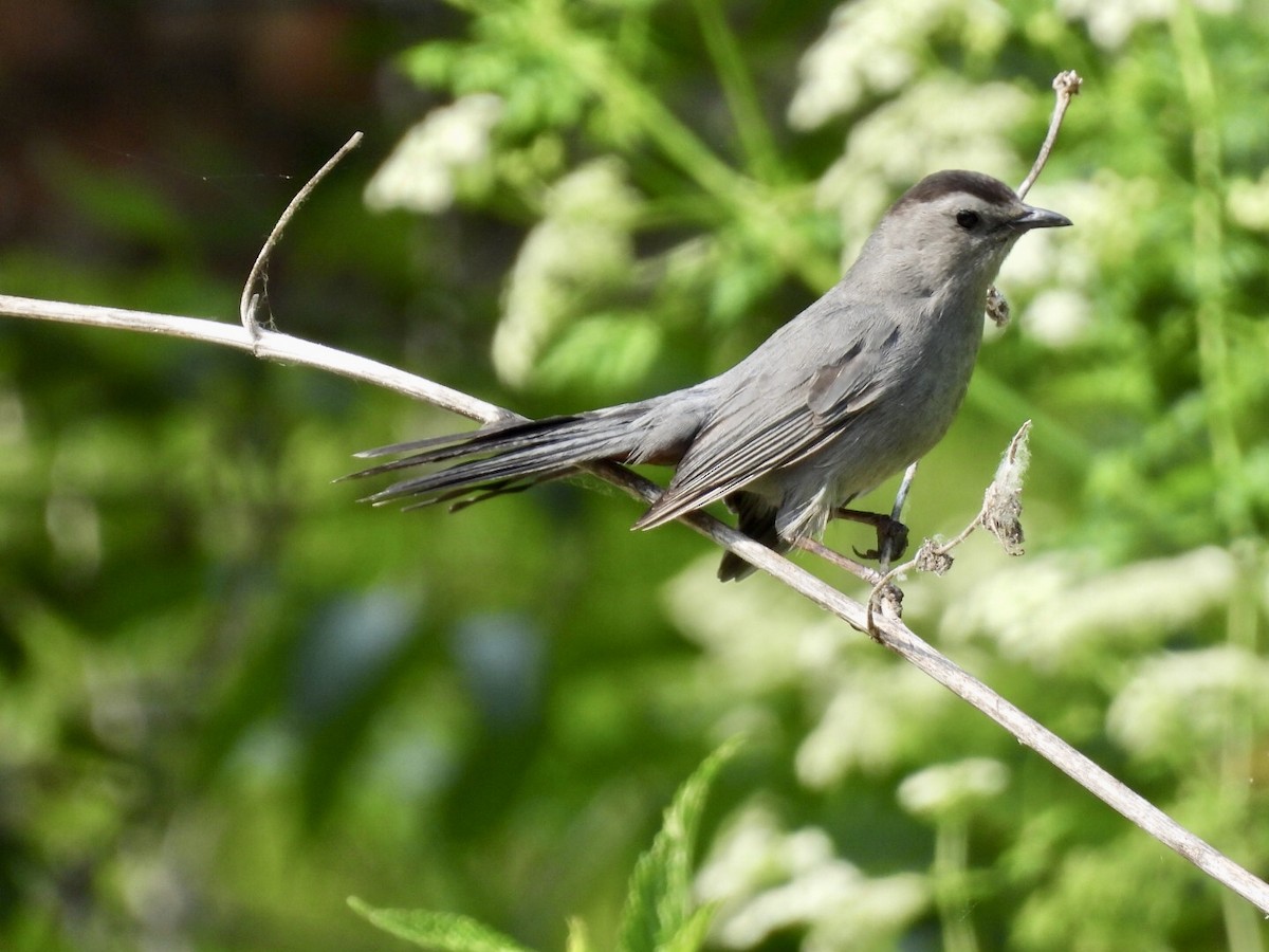 Gray Catbird - ML637525784