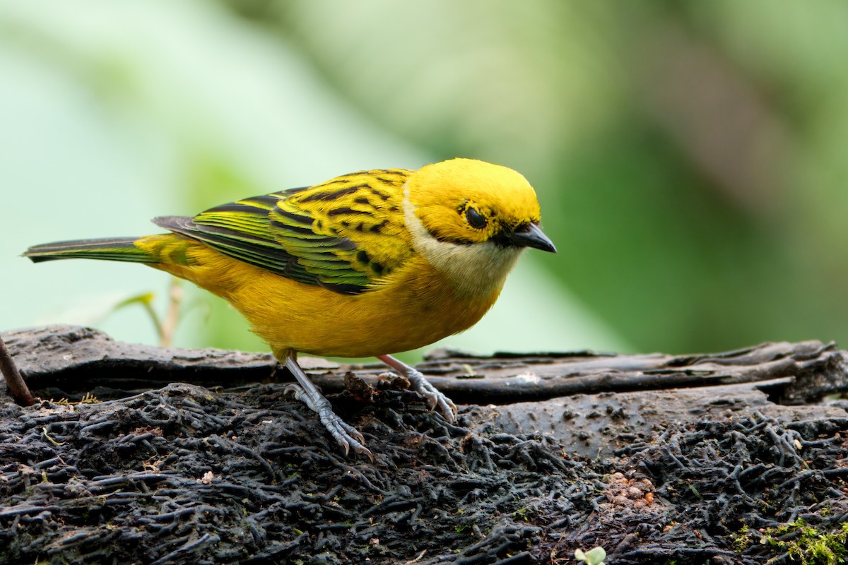 Silver-throated Tanager - ML637525791