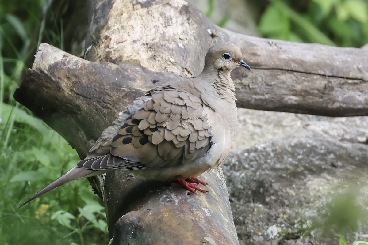 Carolinataube - ML637525796
