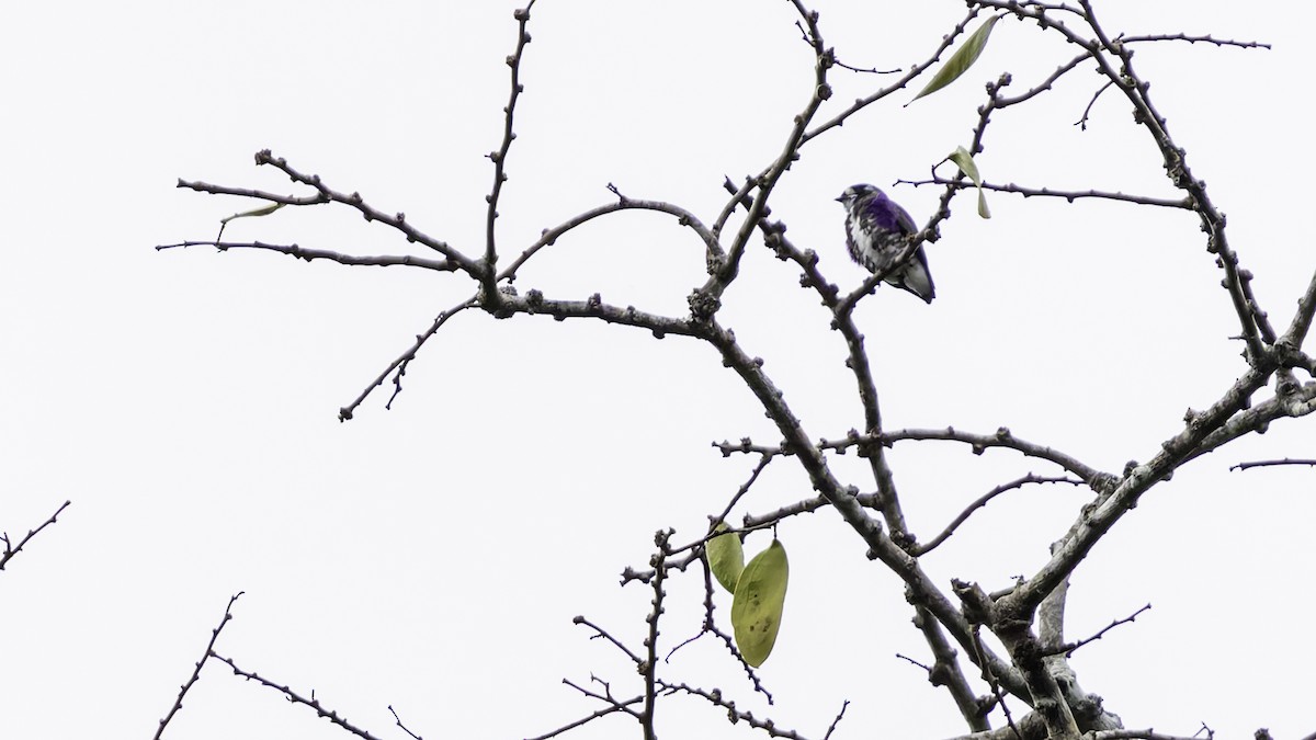 White-browed Purpletuft - ML637525800