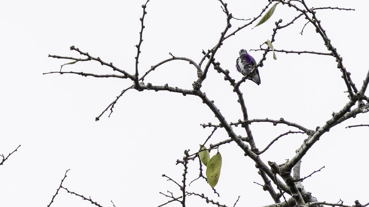 White-browed Purpletuft - ML637525801