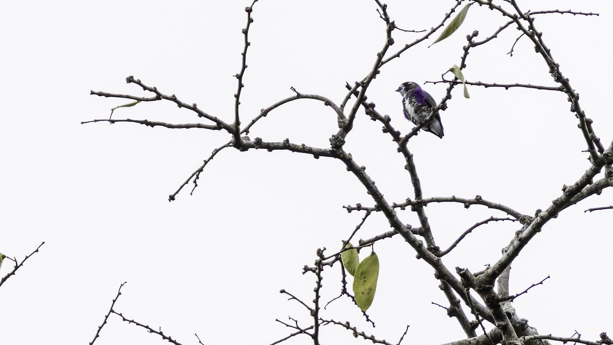 White-browed Purpletuft - ML637525802
