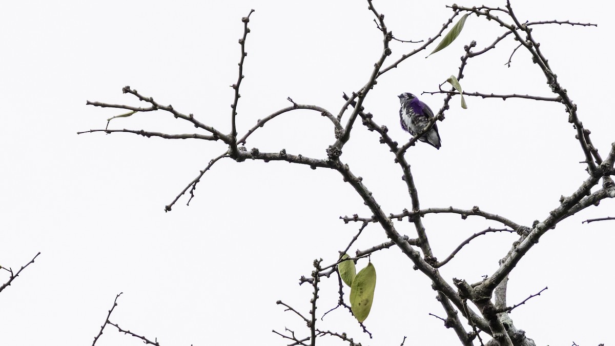 White-browed Purpletuft - ML637525803