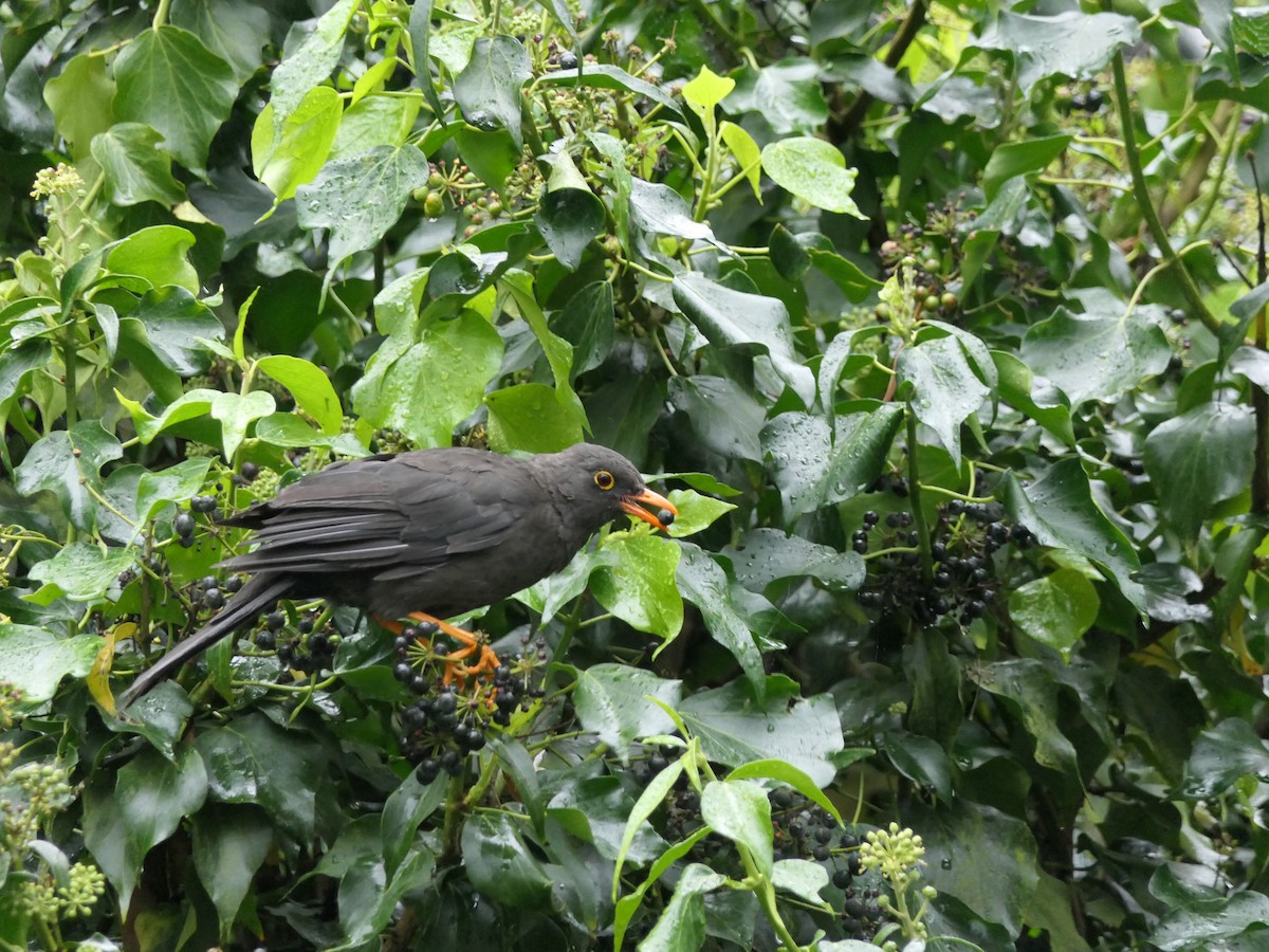 Great Thrush - ML637525832
